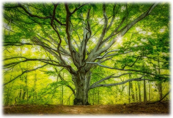 Tree of Life Image